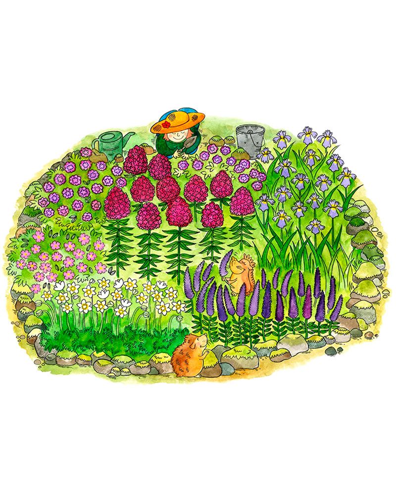 Purppurakaunotar-perennapenkki 24 kpl