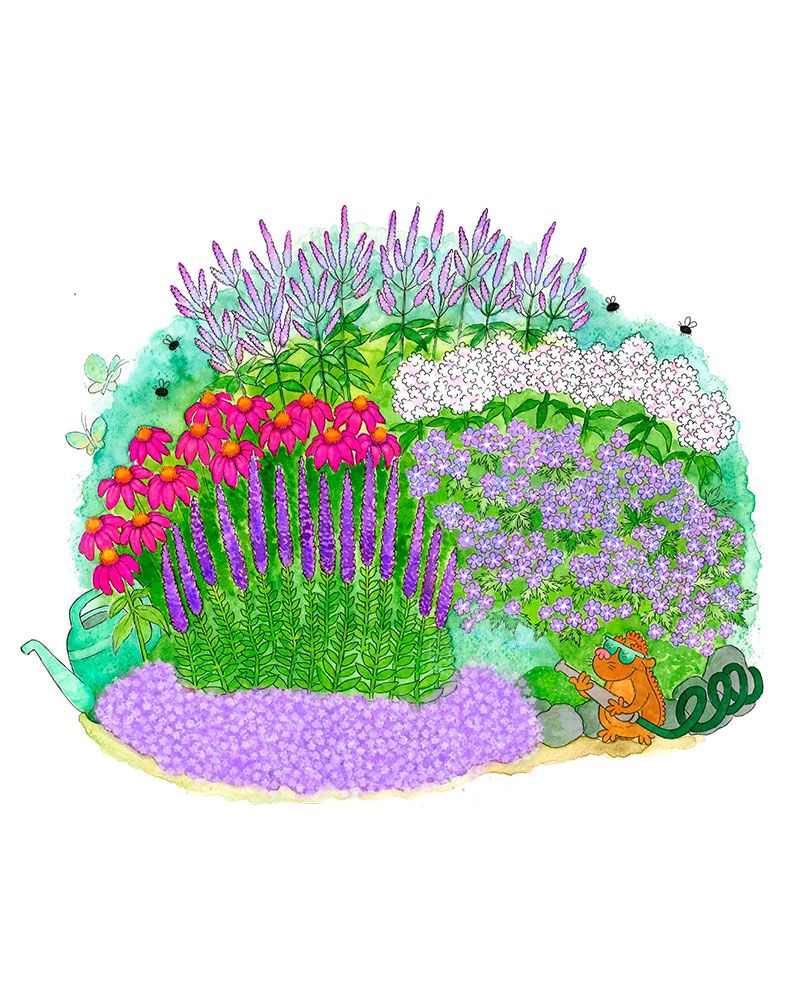 Purppurapörriäinen-perennapenkki 18 kpl