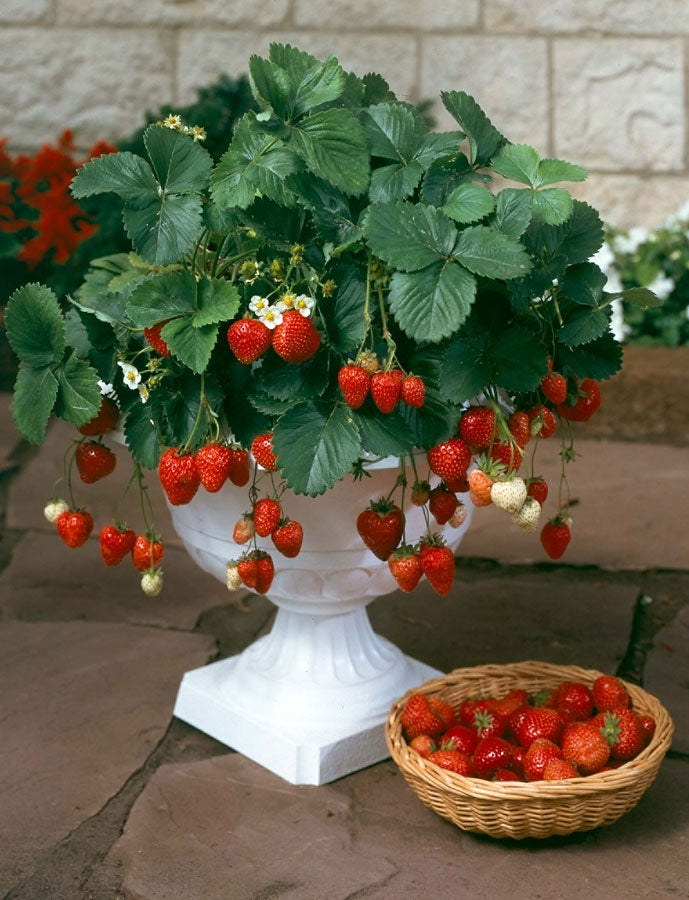 Mansikka Greenfinger 12 kpl