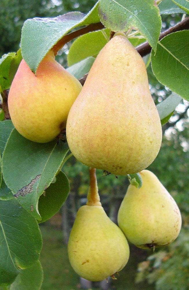 Päärynä Pepi