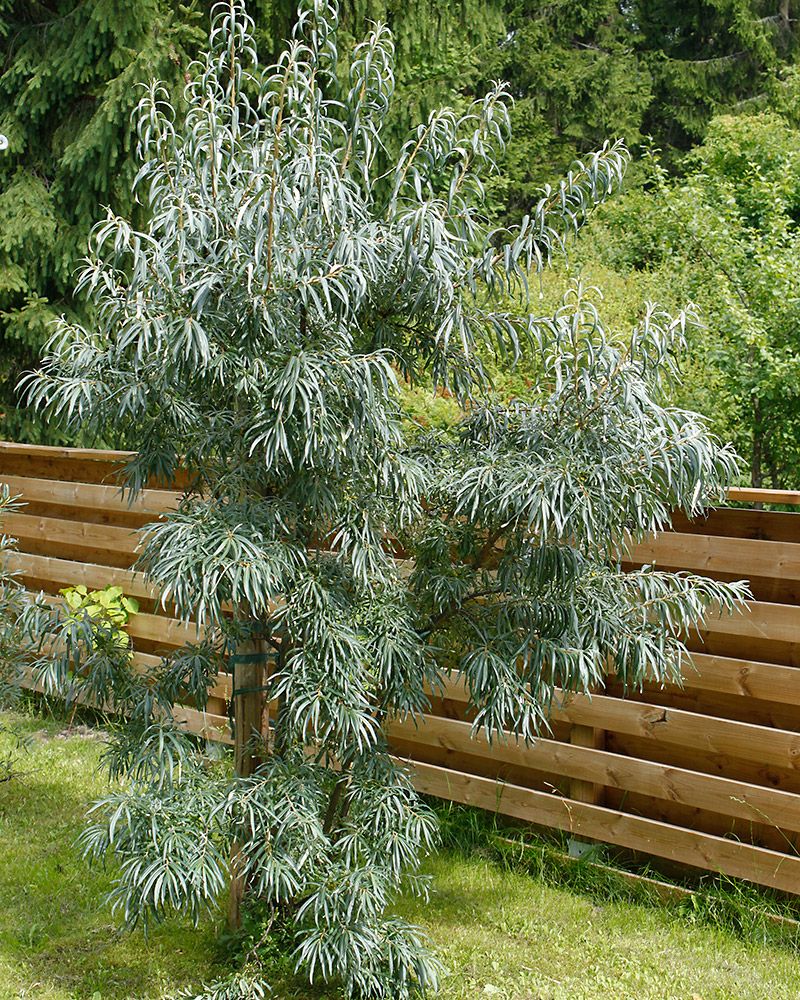 Tyrni Sauli (poika)