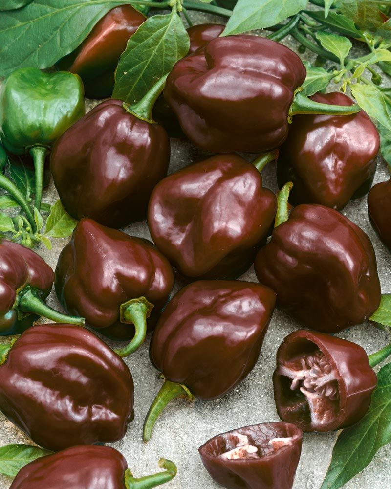 Chilipaprika Habanero Chocolate