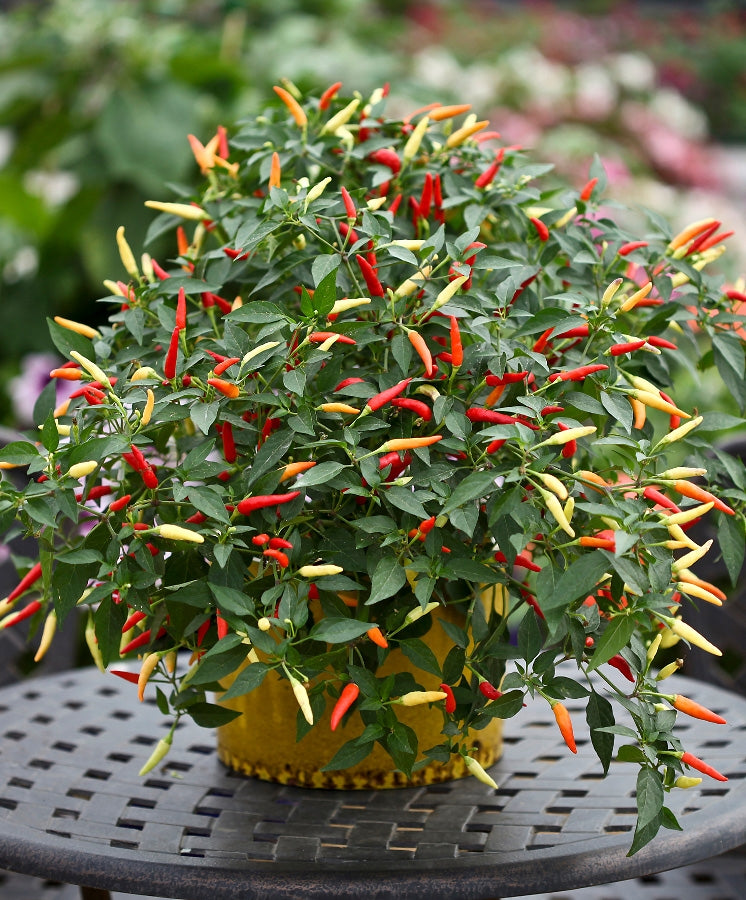 Chilipaprika Basket of Fire