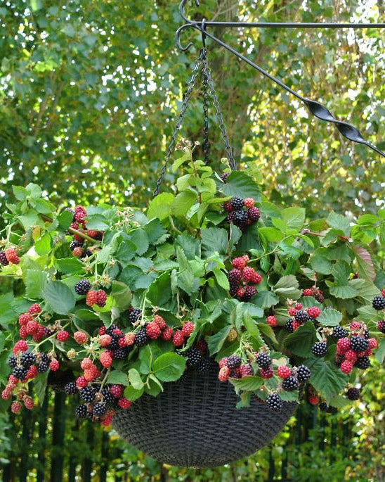 Amppelikarhunvadelma Black Cascade