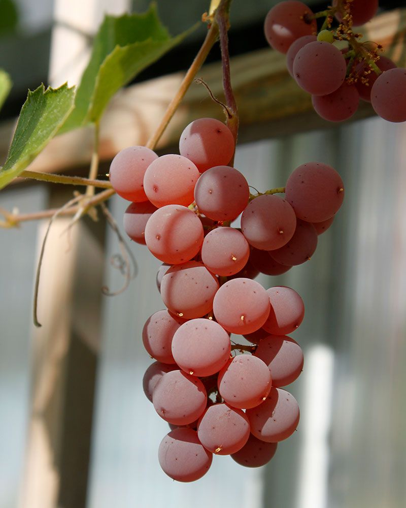 Viiniköynnös Einset Seedless