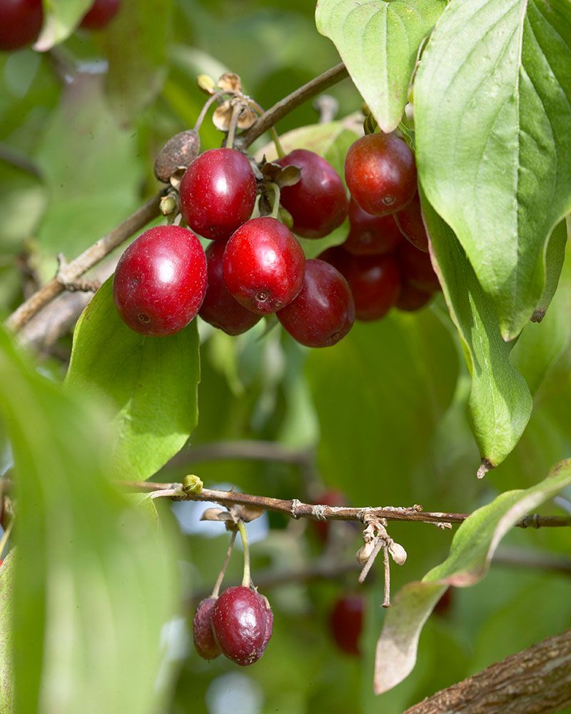 Punamarjakanukka
