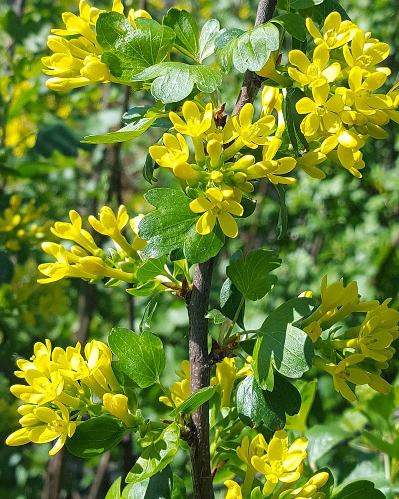 Kultaherukka Orangesse