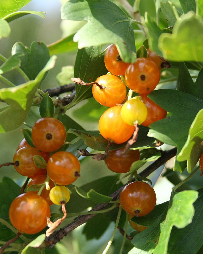Kultaherukka Orangesse