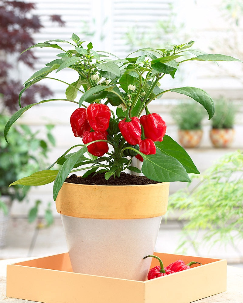 Chilipaprika Calita Red F1