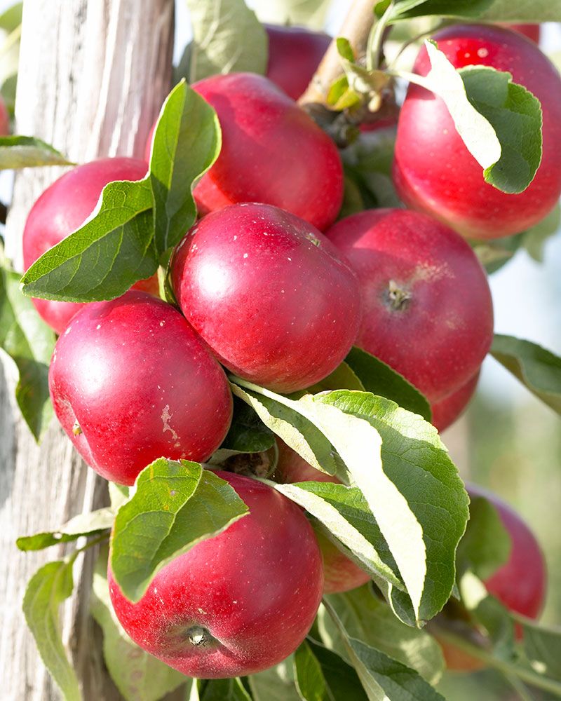Pilariomenapuu Elina