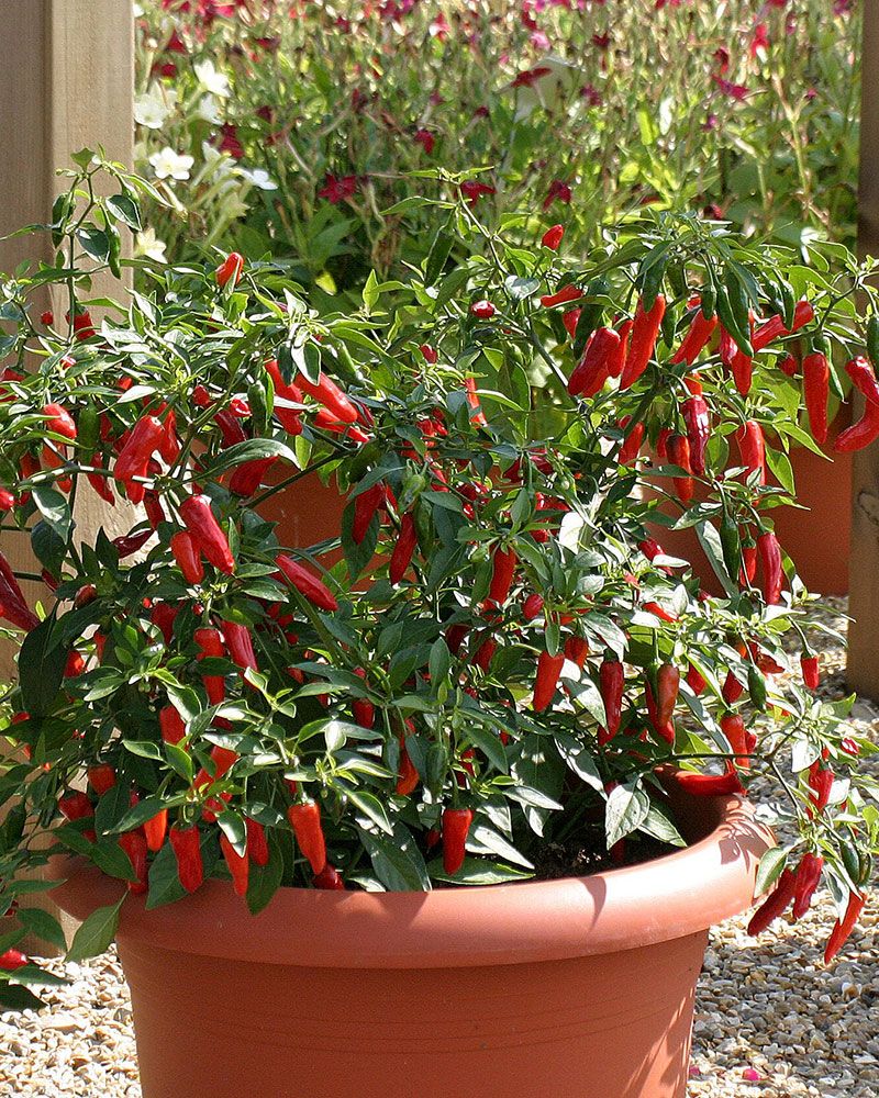 Chilipaprika Apache