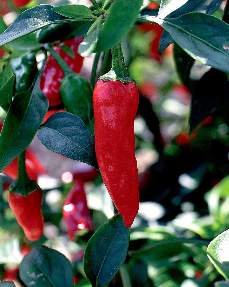 Chilipaprika Apache