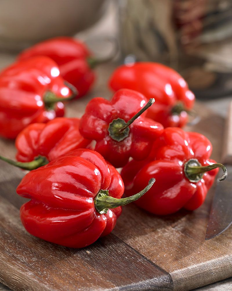 Chilipaprika Habanero Red