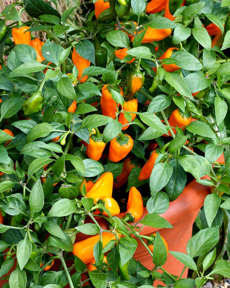Chilipaprika Zest