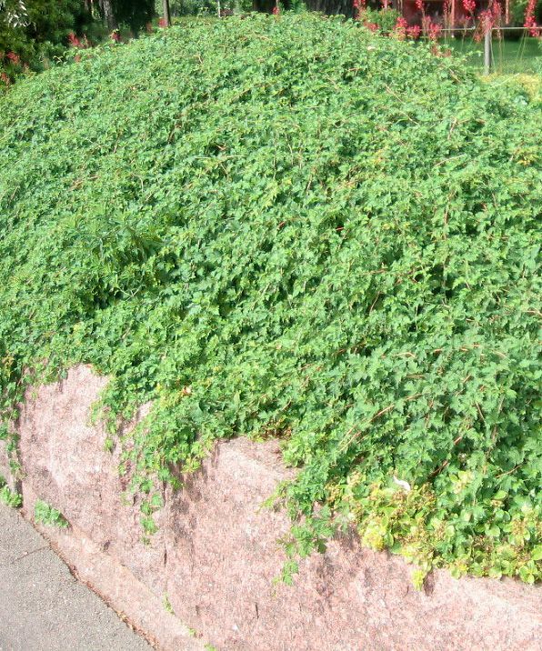Seppelvarpu