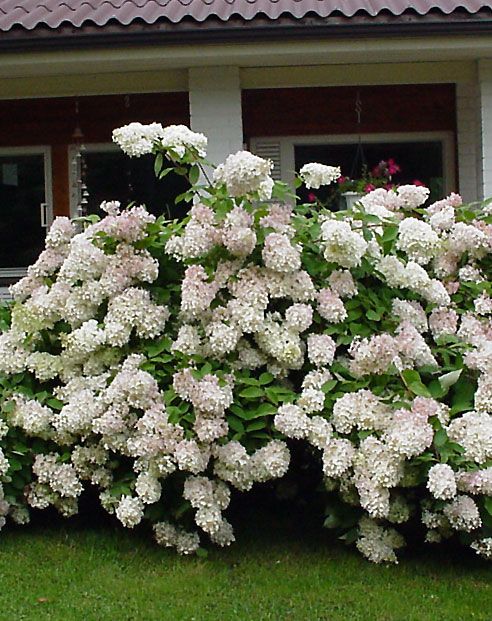 Syyshortensian aitataimet 6 kpl
