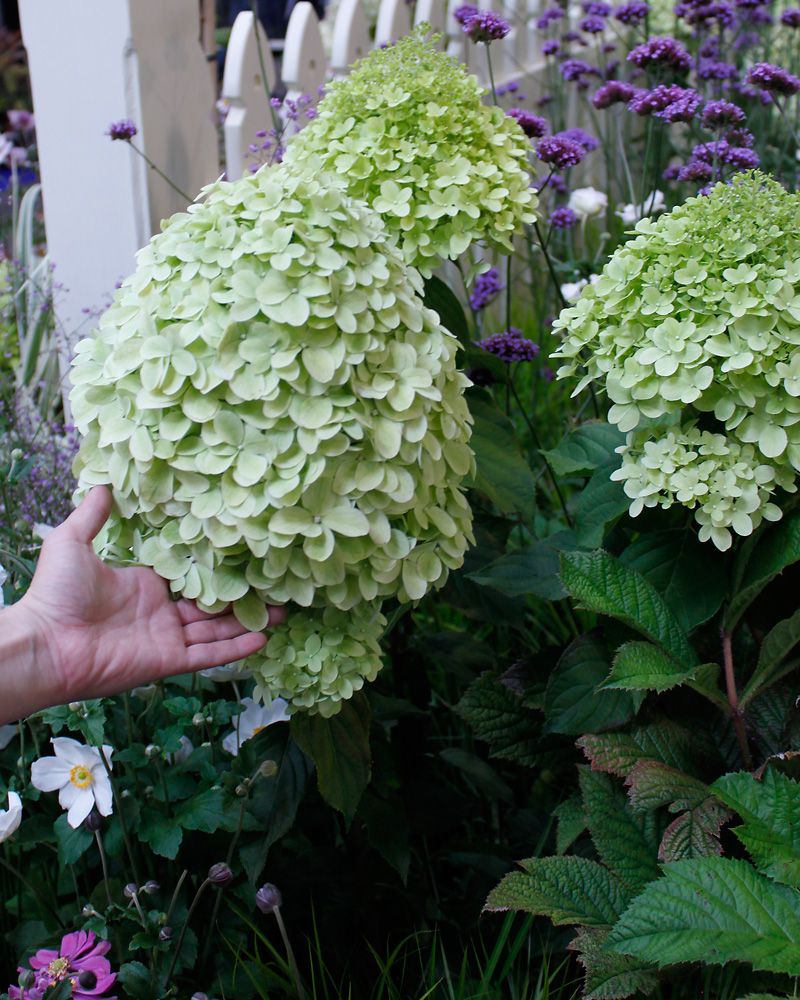 Syreenihortensia Limelight
