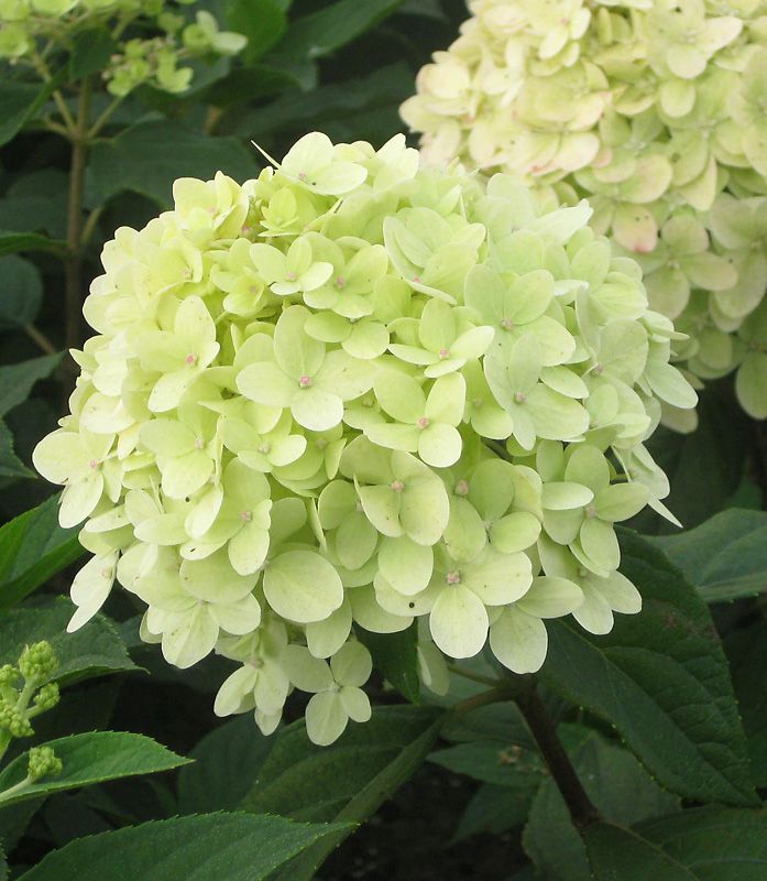 Syreenihortensia Limelight