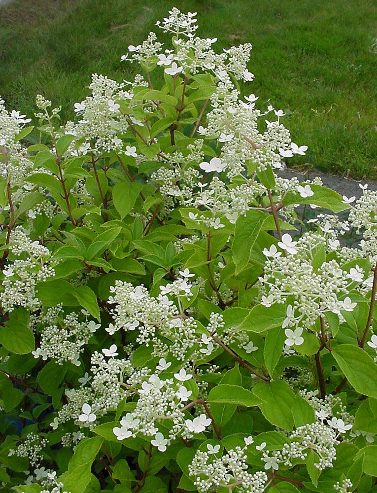 Mustilanhortensia