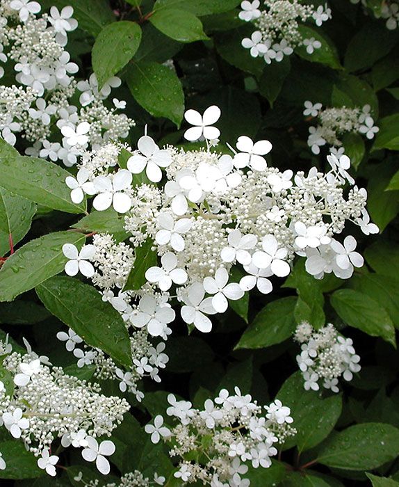 Mustilanhortensia