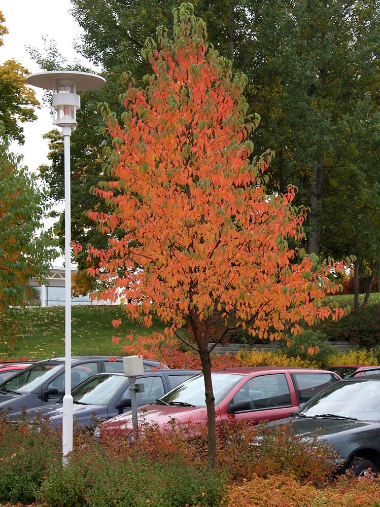 Pilvikirsikka
