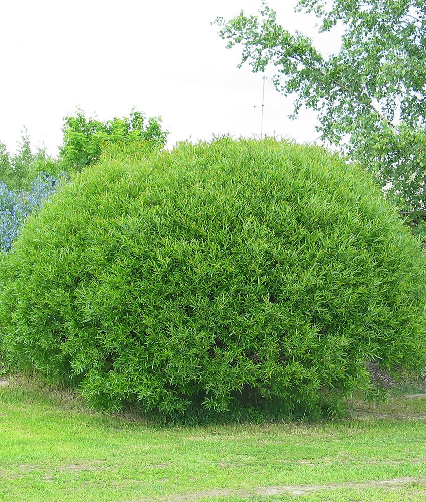 Terijoensalava