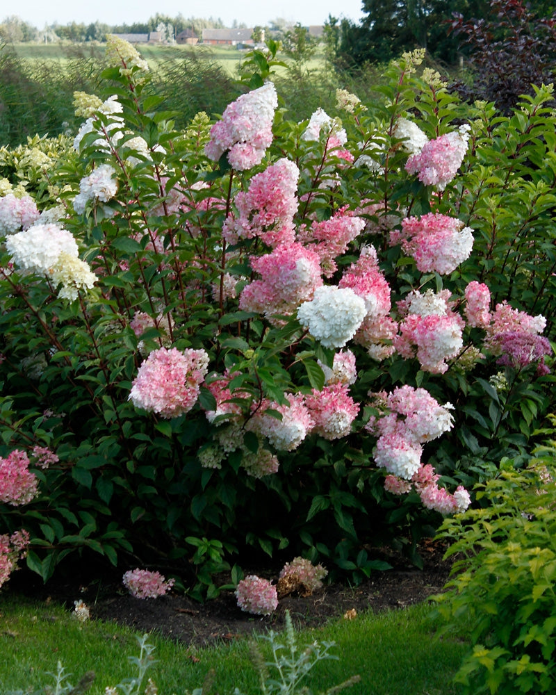 Japaninhortensia Vanille Fraise