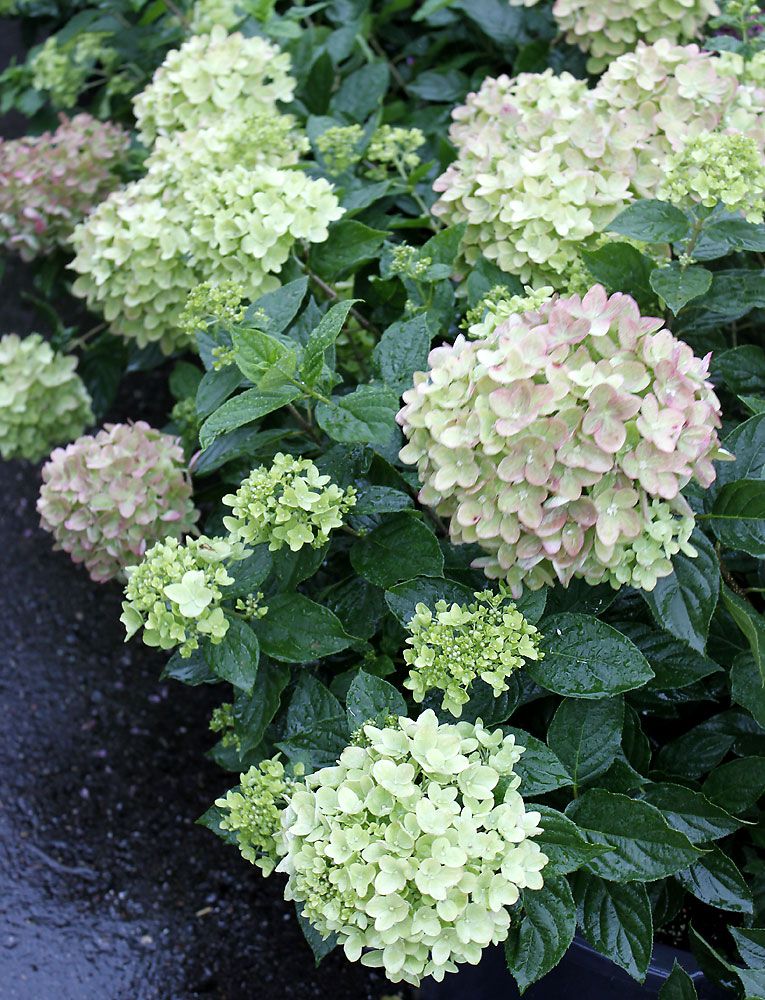 Pikkusyreenihortensia Little Lime