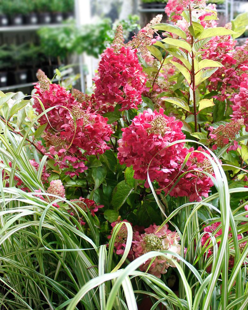 Japaninhortensia  Diamant Rouge