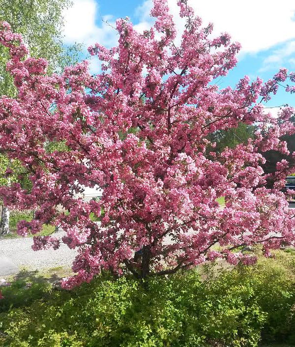 Purppuraomenapuu Makamik