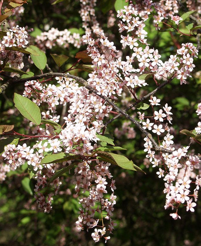 Purppuratuomi