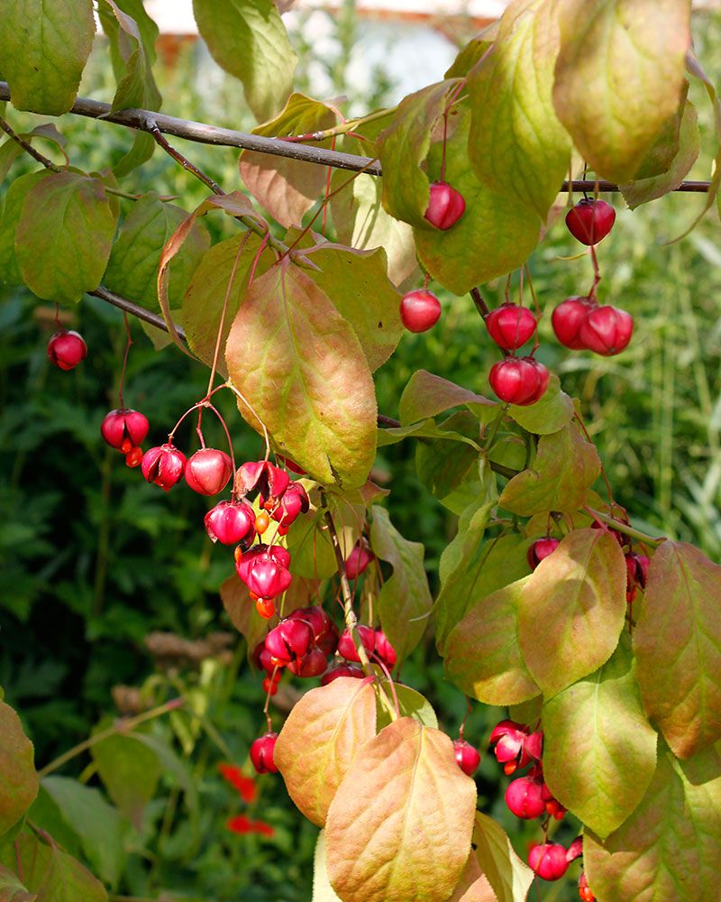 Kirsikkasorvarinpensas
