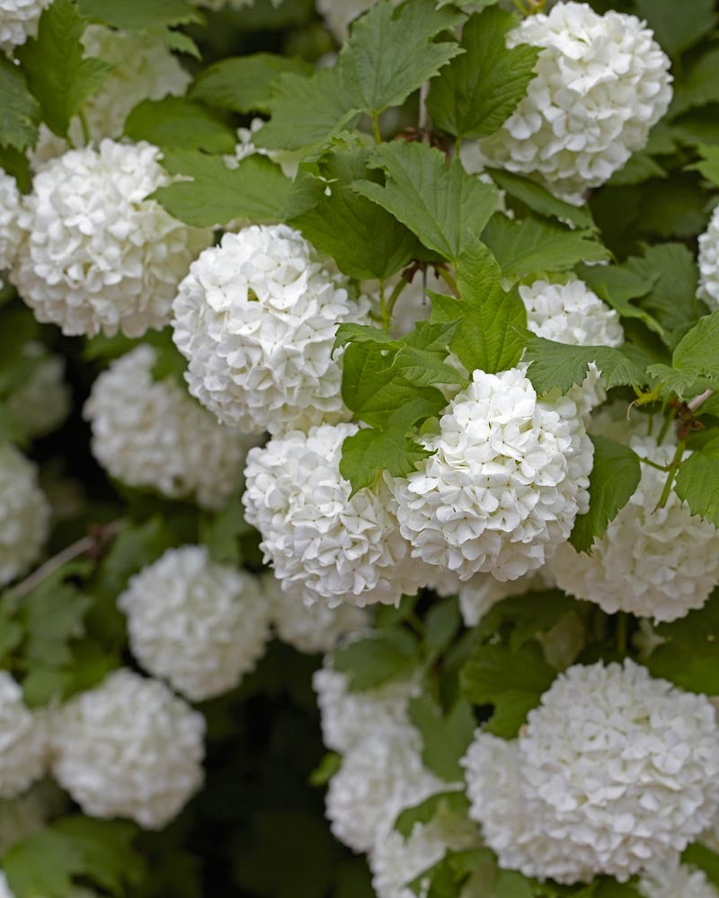 Lumipalloheisi Roseum