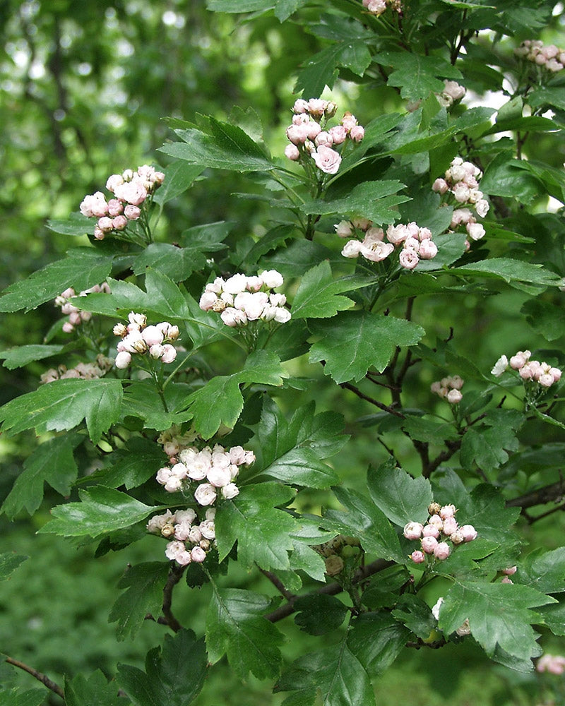 Helmiorapihlaja
