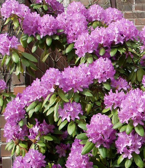 Puistoalppiruusu Catawbiense Grandiflorum