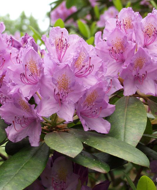 Puistoalppiruusu Catawbiense Grandiflorum
