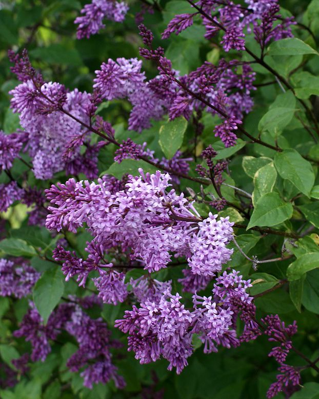 Unkarinsyreeni Oden