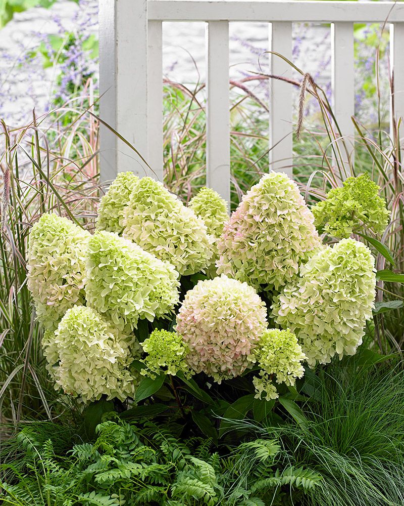 Japaninhortensia Little Fraise