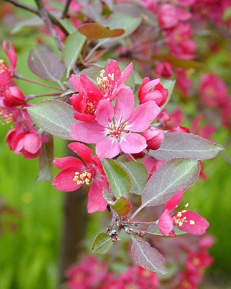 Purppuraomenapuu Marjatta