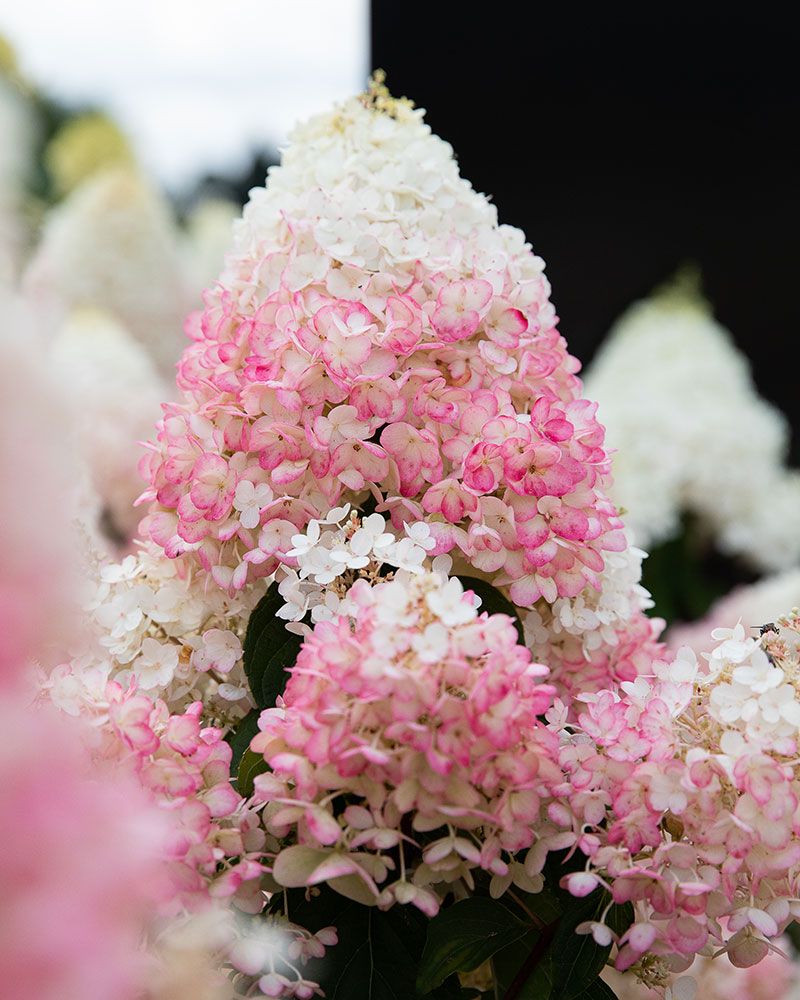 Japaninhortensia Living Strawberry Blossom