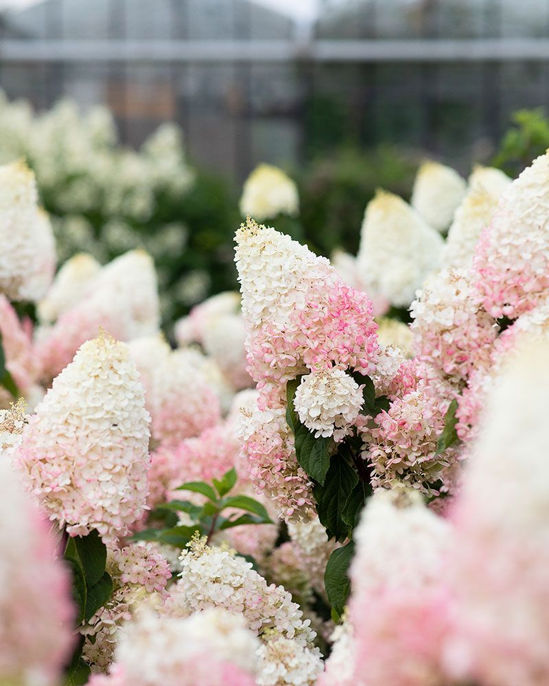 Japaninhortensia Living Strawberry Blossom