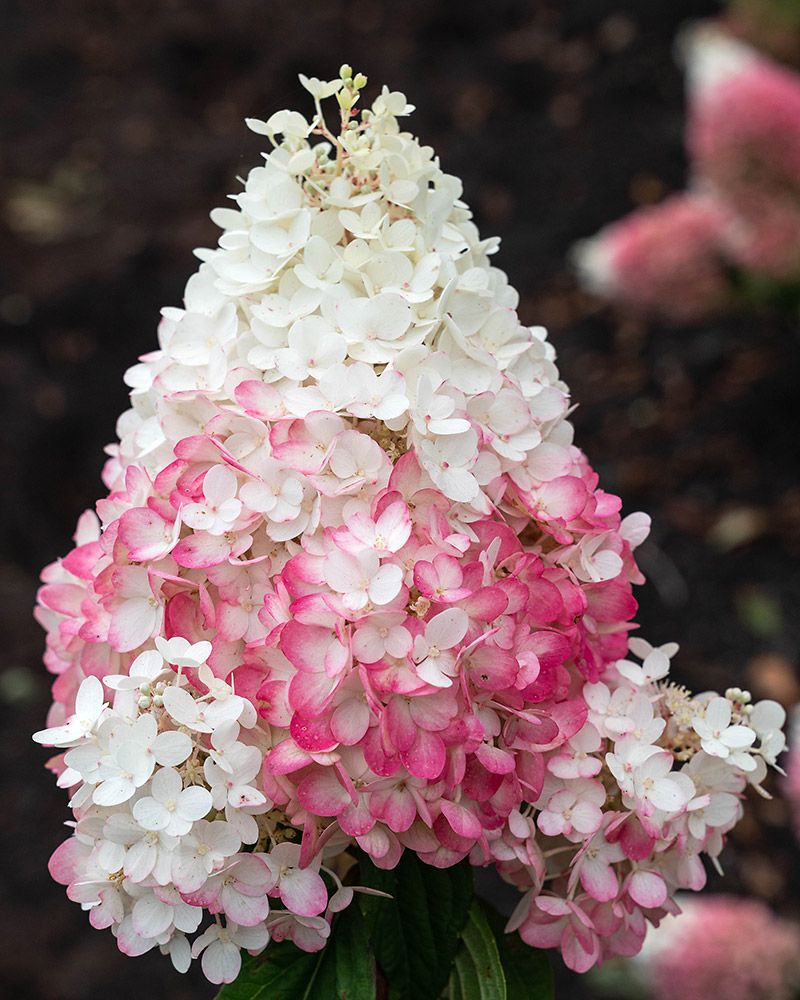 Japaninhortensia Living Strawberry Blossom