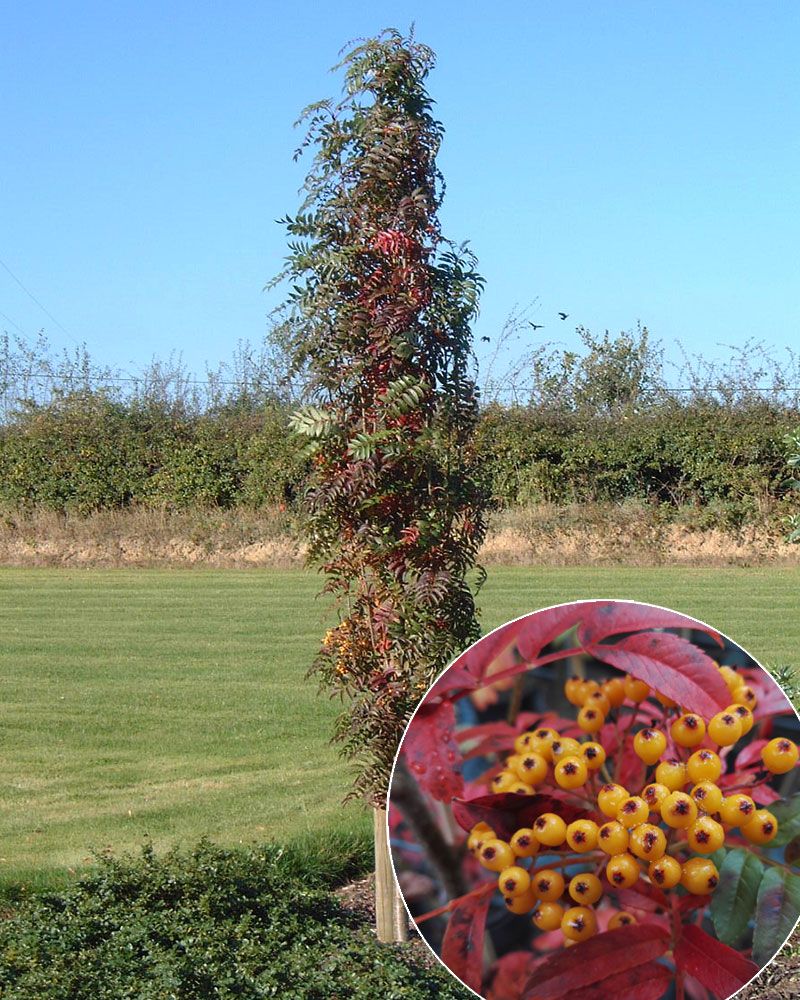 Pylväspihlaja Autumn Spire