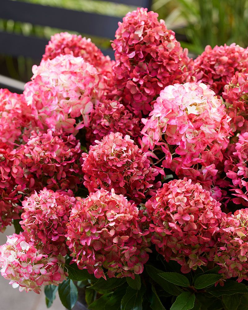 Pikkujapaninhortensia Living Little Rosy