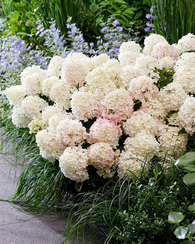 Pikkujapaninhortensia Living Little Rosy