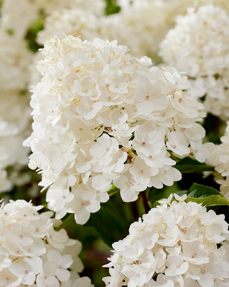 Pikkujapaninhortensia Living Little Rosy