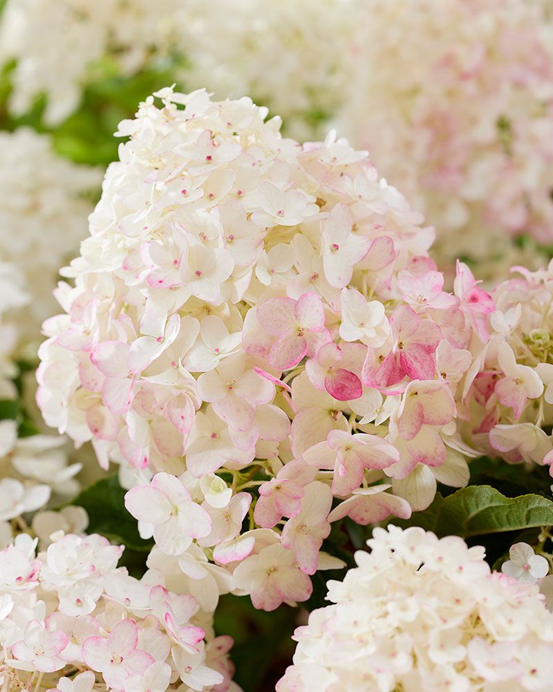 Pikkujapaninhortensia Living Little Rosy
