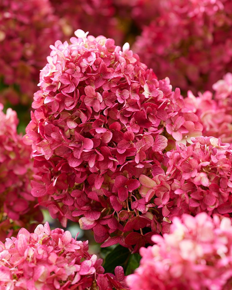 Pikkujapaninhortensia Living Little Rosy
