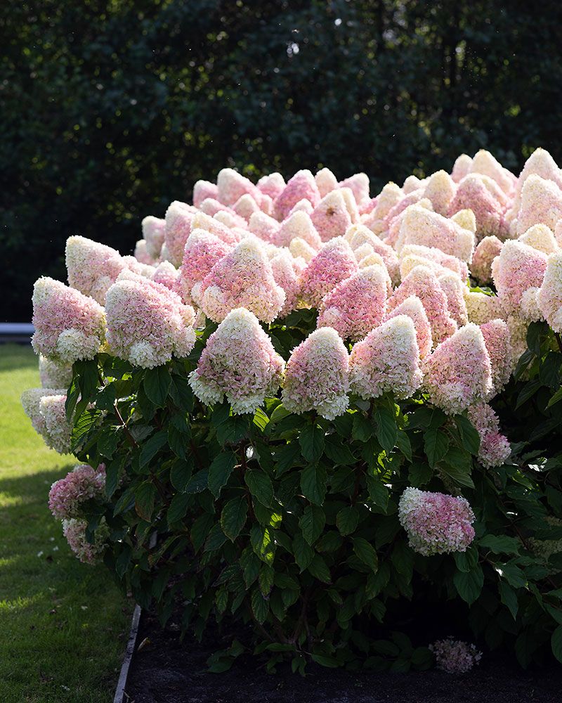 Japaninhortensia Living Summer Love