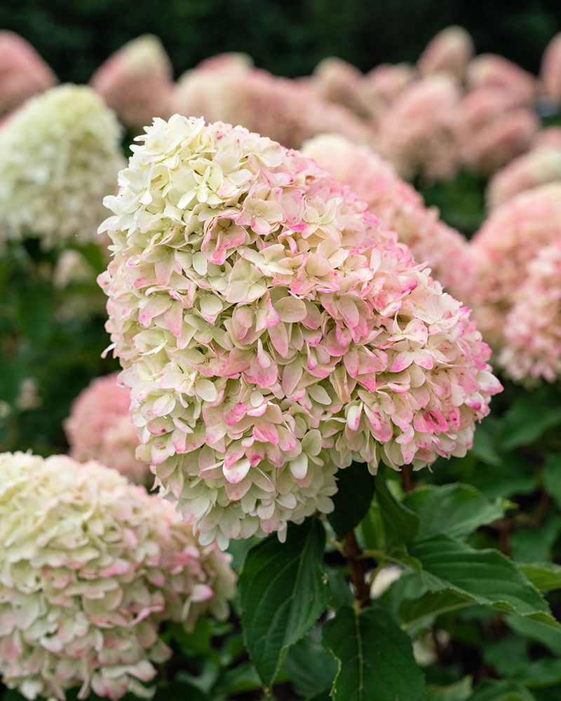 Japaninhortensia Living Summer Love